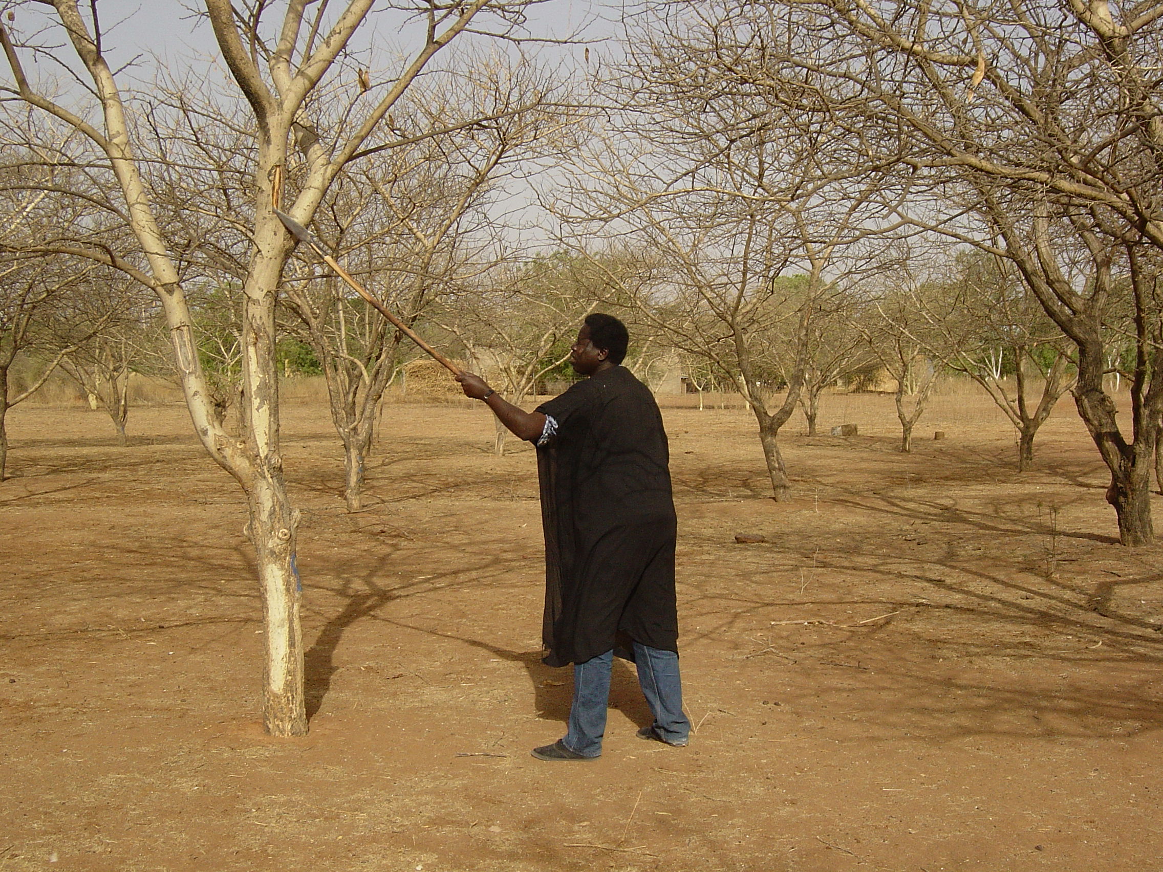 Scratching Acacia trees