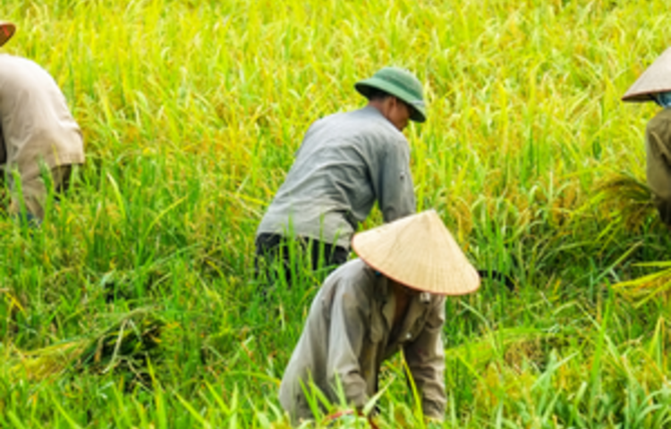 Farmers in Vietnam