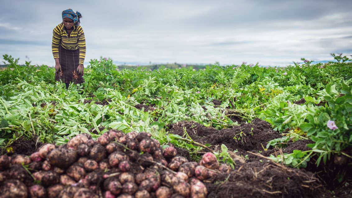 potato farmer in Kenya