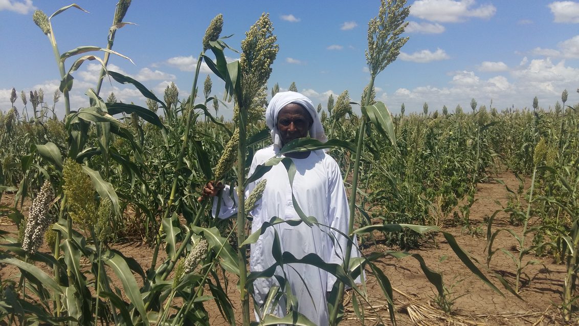 Farmer in Sudan